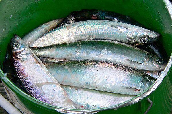 Heringe fischen auf Rügen