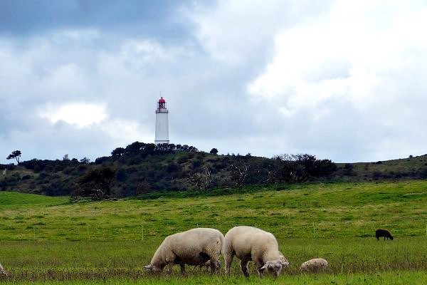 Insel Hiddensee - Schafe und Leuchtturm