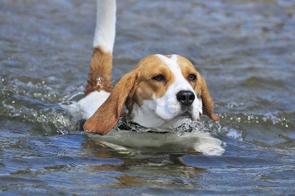 Urlaub mit Hund auf Rügen