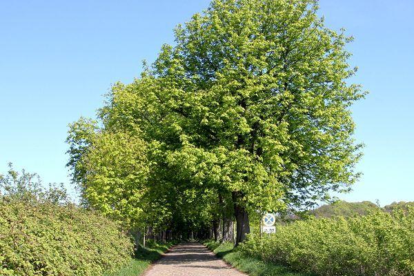 Alleenstraße auf Rügen