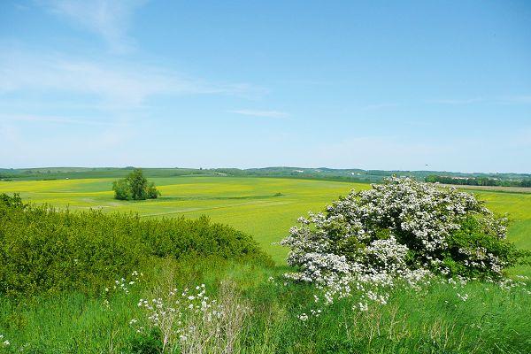 Landschaft Rügen