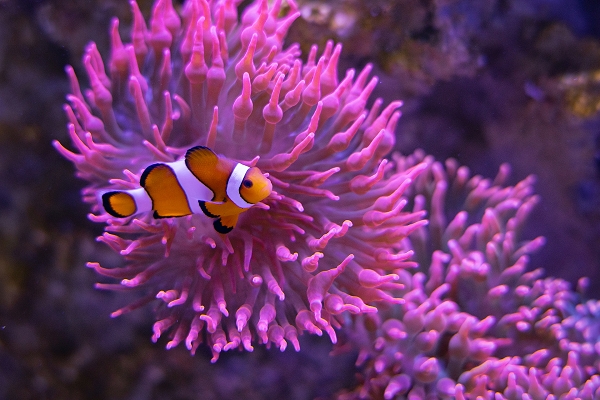 Meeresmuseum Stralsund - Anemone