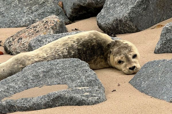 Robbe entspannt sich am Strand auf Rügen