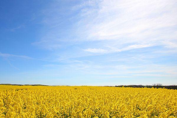 Rapsfelder auf Rügen