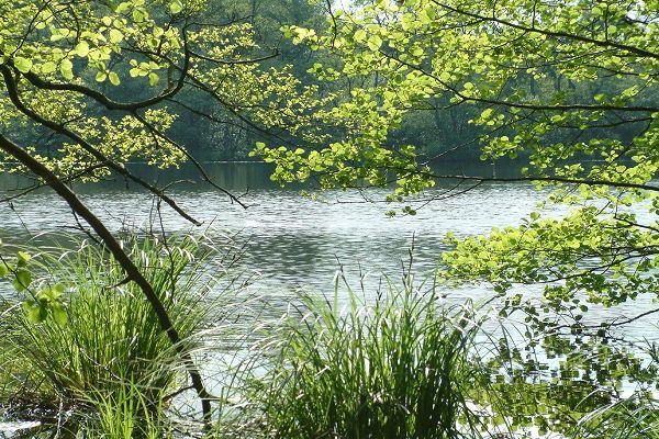 Schwarzer See in der Granitz