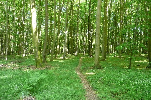 Wälder auf der Insel Rügen
