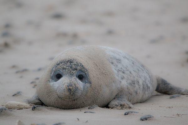 Kegelrobbe am Ostseestrand