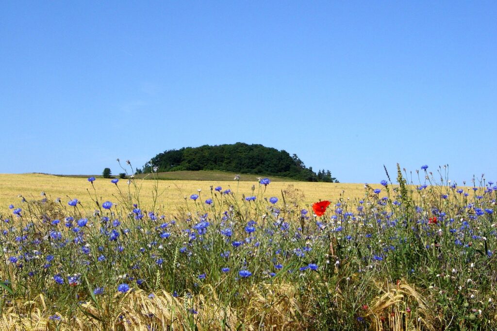 Strandhaus Jolu in Lobbe - 34