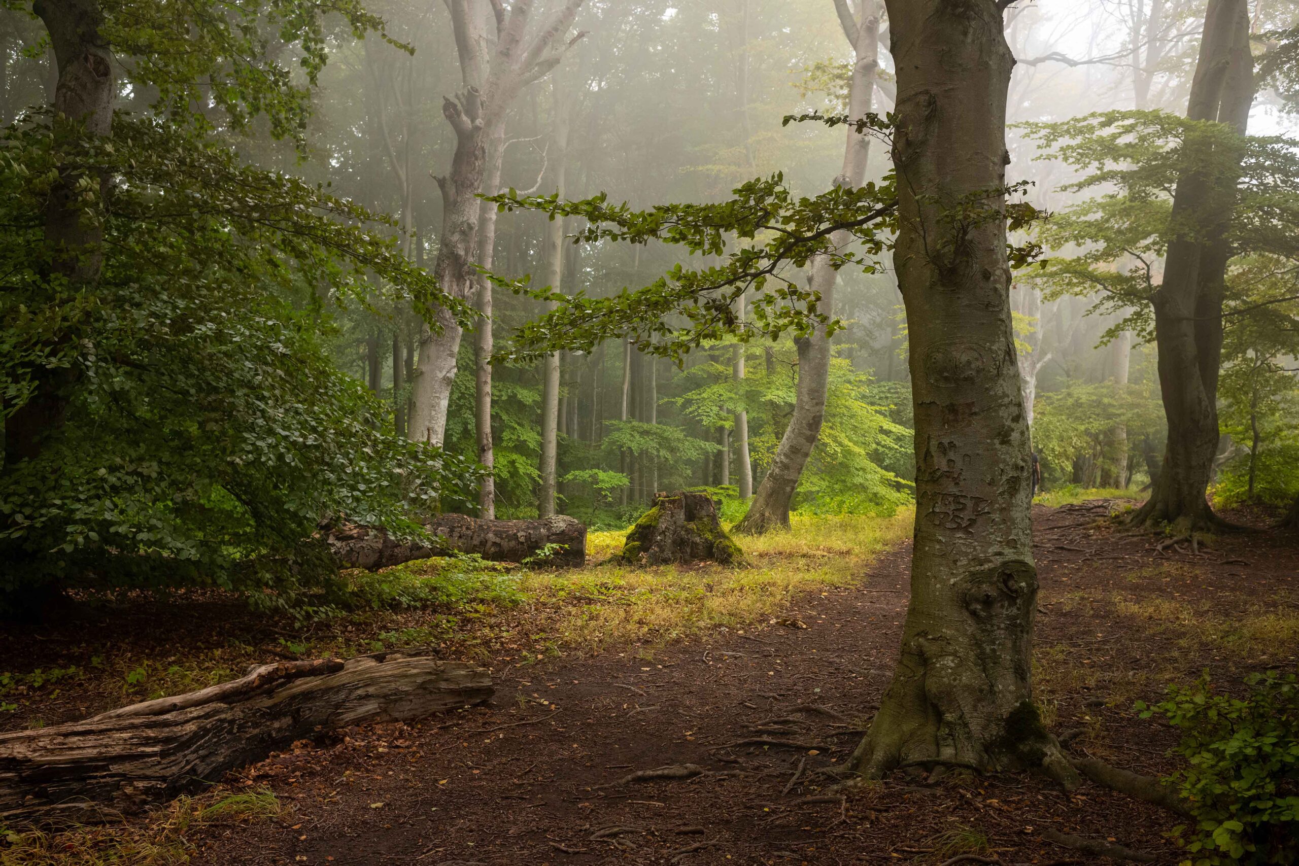 Rügen: Der Nationalpark Jasmund und sehenswerte Events