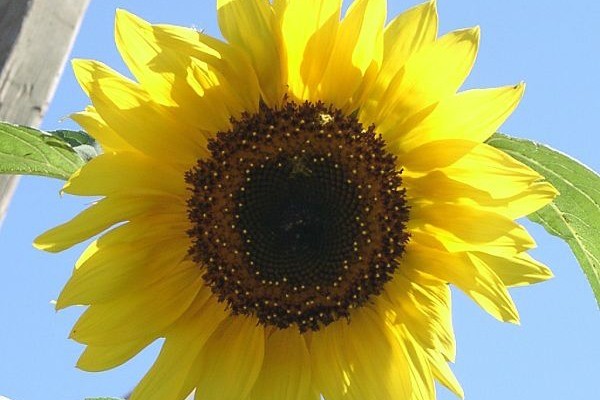 Sonnenblumen auf Rügen