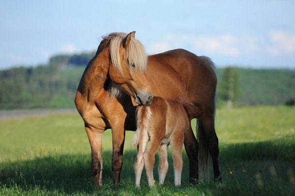 Ferien auf dem Ponyhof auf Rügen