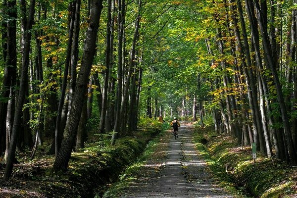 Radtouren durch den Wald