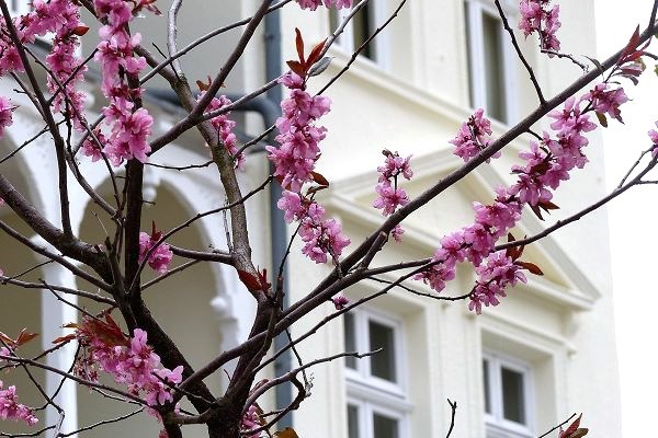 Obstblüten auf Rügen