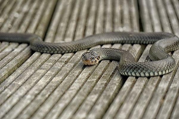 Schlangen auf Rügen