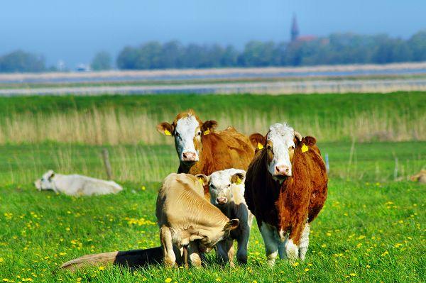 Kühe auf dem Bauernhof Kliewe