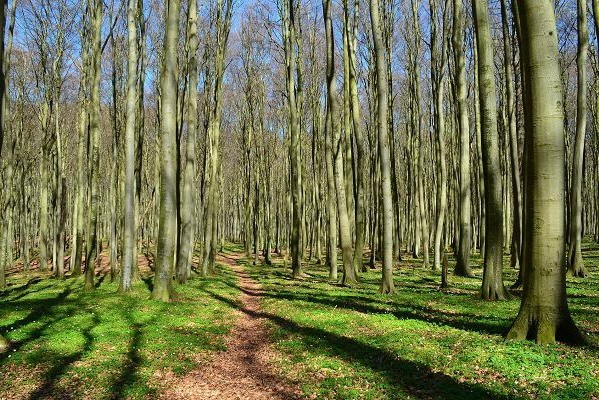 Wald auf Rügen