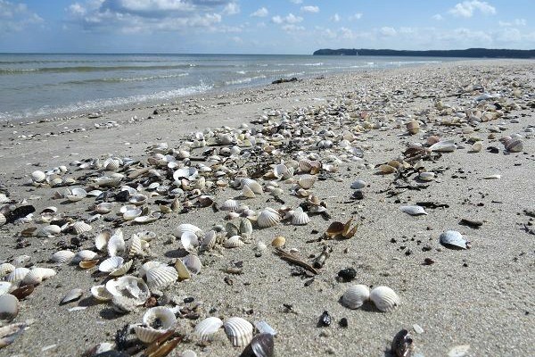 Ein Berg voller Muscheln am Ostseestrand