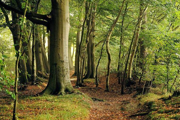 Wald auf der Insel Vilm