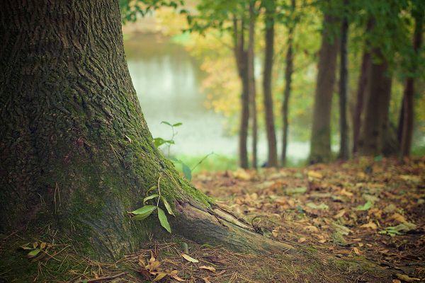 Waldpark auf Rügen